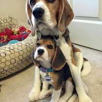 Бигль Тобольск, в Тобольске