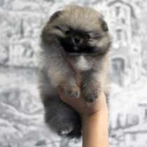 Соболиный мальчик породы померанский шпиц мини мишка, в г.Варшава