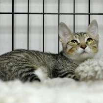 Милашка Яромира ищет дом, в Москве