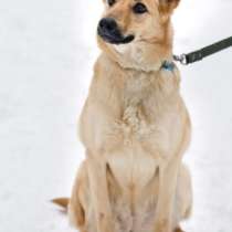 Солнечная собака Марфа ищет дом!, в Москве