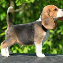 Бигль Владикавказ, в Владикавказе