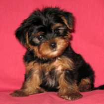 Щенок йоркширкского терьера, в Москве