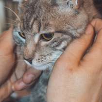 Хронически больной котик отчаянно ищет дом, в г.Санкт-Петербург