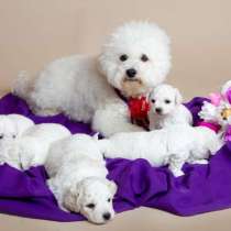 Бишон фризе Ярославль, в Ярославле