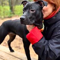 Питбуль Джуна 10 месяцев ищет дом, в Москве