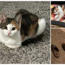 Котенок Василиса, в Санкт-Петербурге