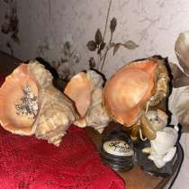 Ракушки, в Москве