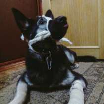 Отдам даром Собака, в Санкт-Петербурге