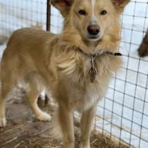 В поисках любящего человека пес Потап, в Воронеже