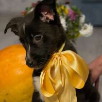 КРОШЕЧКЕ ОЧЕНЬ НУЖЕН ДОМ, в г.Минск