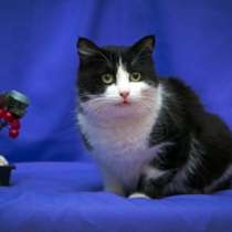 Отдам даром Мила, невероятно добрая и нежная кошка, в Москве