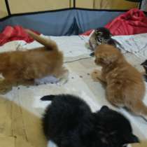 Мейн- кун, питомник, в г.Донецк