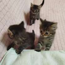 Котята в добрые руки, в г.Луганск