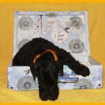 Керри Блю Терьер, в Санкт-Петербурге