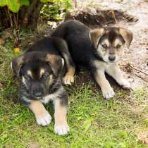 Необычайные малютки-детки щенки в дар!!!, в Москве