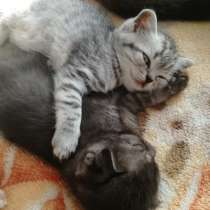 Шотланские вислоухие, в г.Гомель