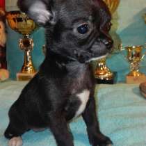 Щенок Чихуахуа ШОУ класса, в Санкт-Петербурге