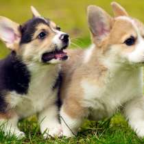 Корги Южный Сахалин, в Южно-Сахалинске