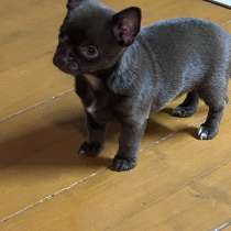 Продаются щенки породы чихухуа, в Москве