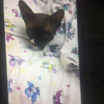 Сфинкс Дьяболо, в Волгодонске