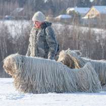 Комондора (венгерской овчарки) щенки предварительная запись, в Москве