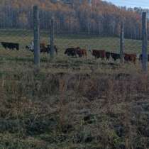 Тёлки, в Бийске