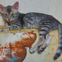 Восточные котята серенгети, ориентал с бенгалом, в г.Мариуполь