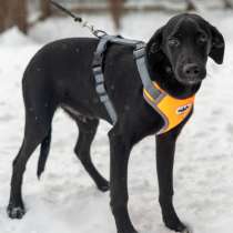 Лора в поиске дома, в Москве