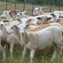 Племенные овцы породы Катумская (Скот из Европы класса Элита, в г.Ереван