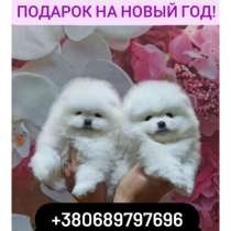 Белое счастье! Продам померанских шпицов!, в г.Каменец-Подольский