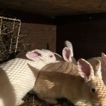Кролики/Мясо кроликов, в Костроме