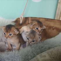 Абиссинские котята, в г.Минск