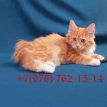 Котенок породы Курильский бобтейл, в Ялте