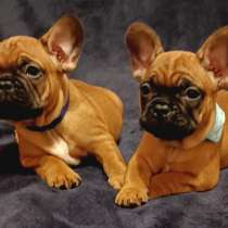 Французские Бульдоги очень красивые и умные, в Москве