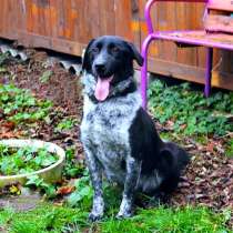 Классная собака для активных людей, в Москве