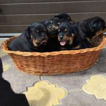 Ротвейлер Омск, в Омске