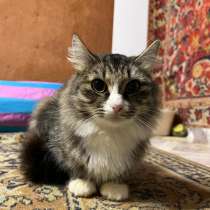 Миниатюрная длинношерстная кошка Василиса в добрые руки, в г.Москва