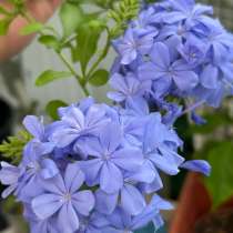 Комнатные растения, в Аксае