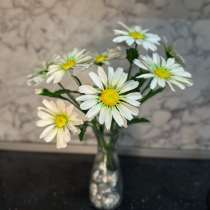 Ромашки из холодного фарфора, в Нижнем Новгороде