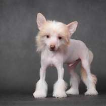 Китайская хохлатая, в Москве