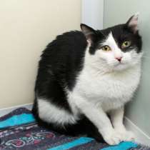 Кошечка Сонечка, которую никто не любил, в Москве