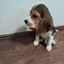 Щенки биглята триколор, в Ярославле