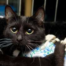 София - кошка, которая заставит вас забыть о грусти, в Москве