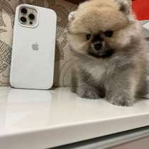 Померанский шпиц мини мишка плюшевый в семью, в г.Варшава