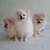 Щеночки померанского шпица, в Самаре