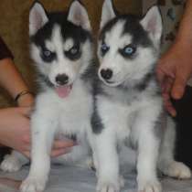 Щенки сибирского хаски, в Москве