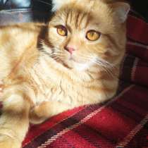 Шотландский вислоухий кот мраморный, в Краснодаре