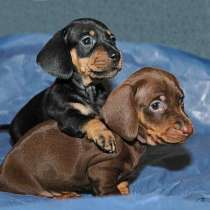 Такса Москва, в Москве