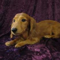 Щенки миниатюрной длинношерстной таксы, в Москве