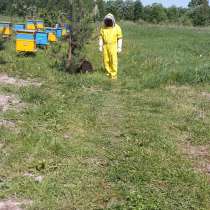Продам пчел, мед и другую продукцию пчеловодства, в Москве